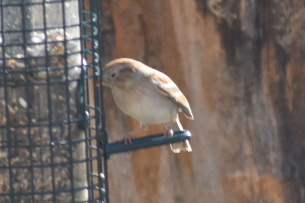 Field Sparrow - ML427458491