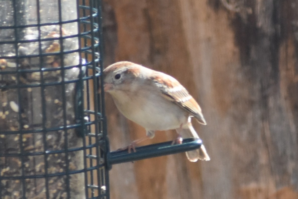 Field Sparrow - ML427458561
