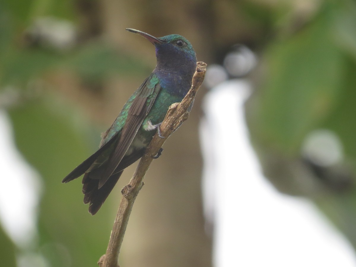 Sapphire-throated Hummingbird - kenneth reyes
