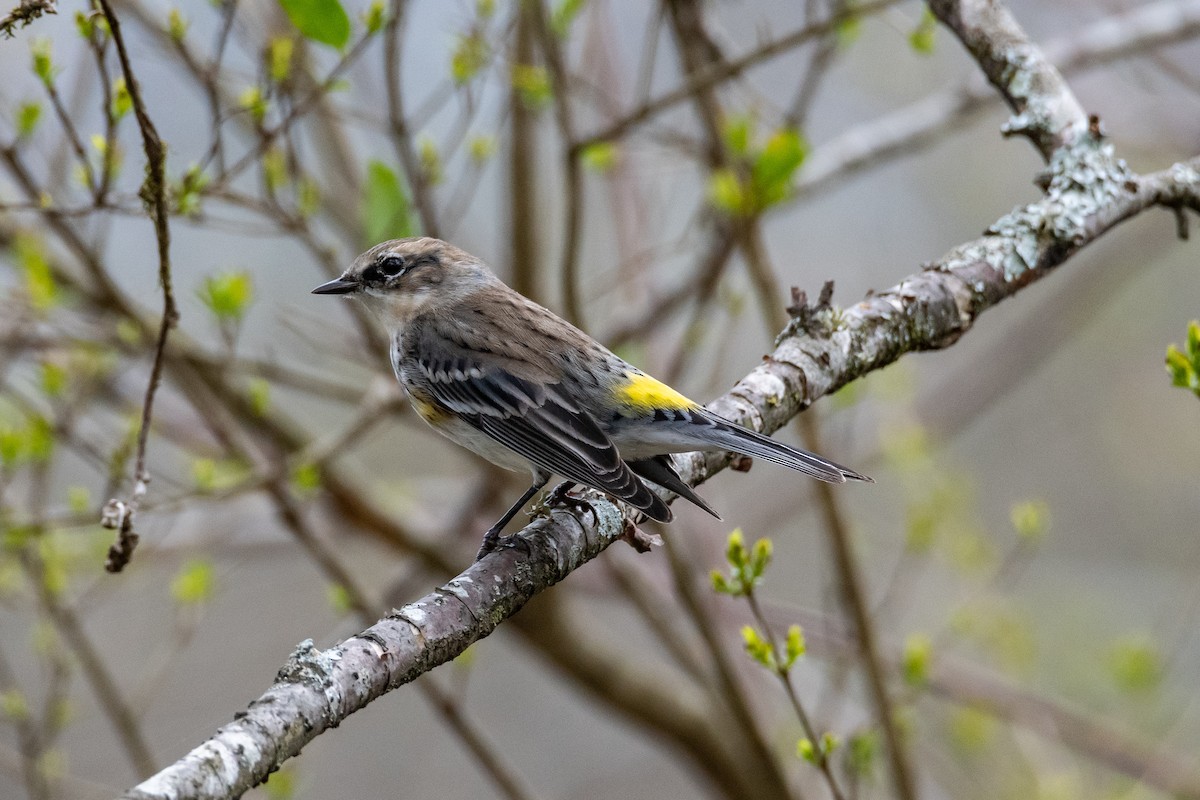Yellow-rumped Warbler (Myrtle) - ML427464951