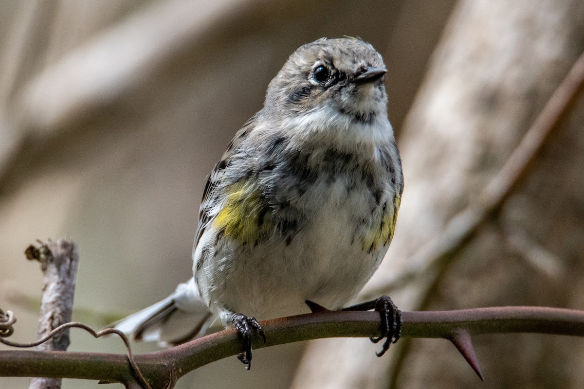 Yellow-rumped Warbler (Myrtle) - ML427464981