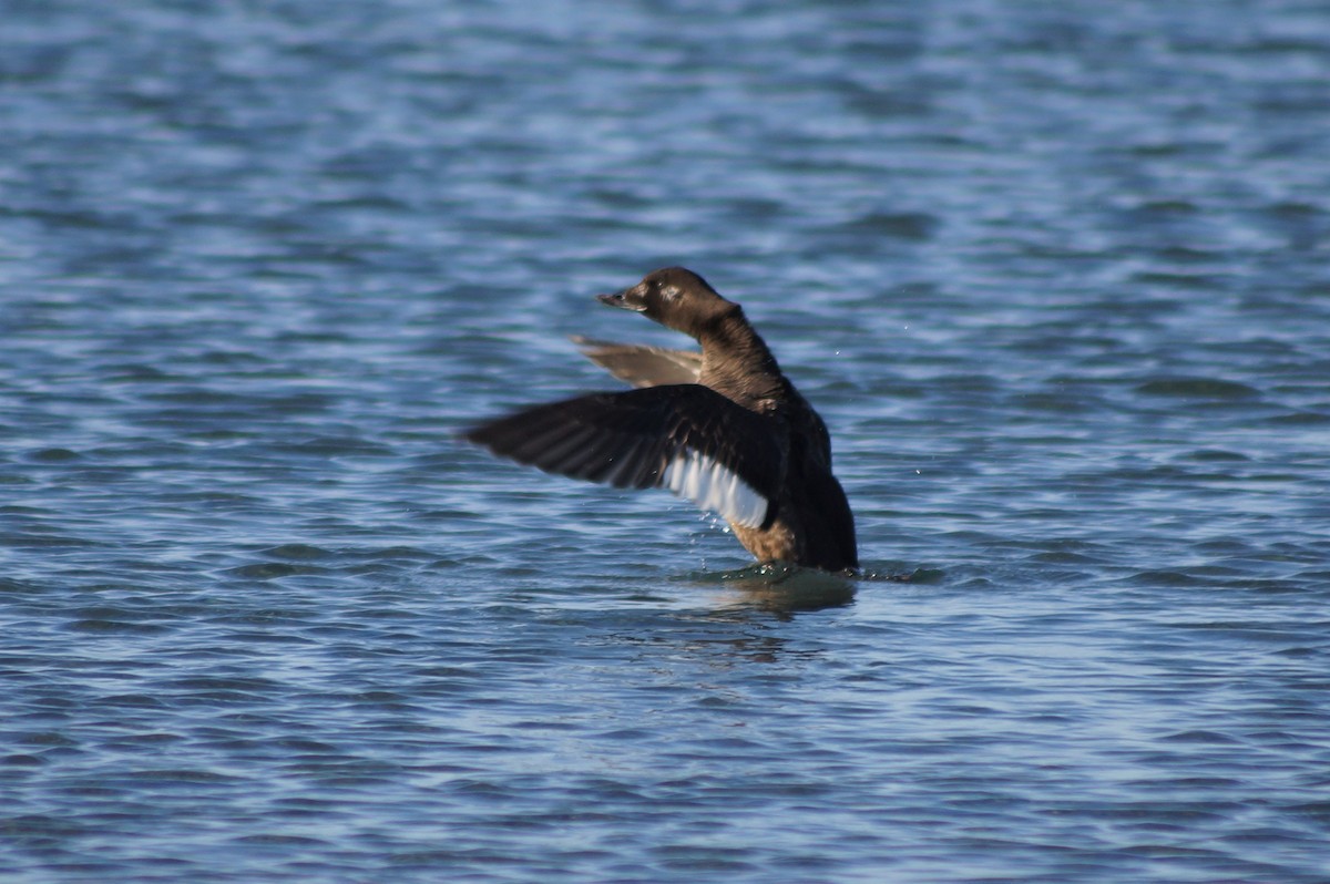 White-winged Scoter - Fred Hall