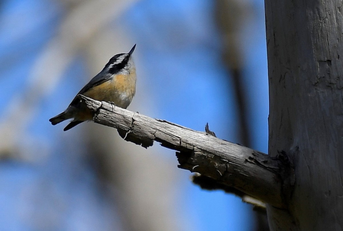 Red-breasted Nuthatch - ML427468371