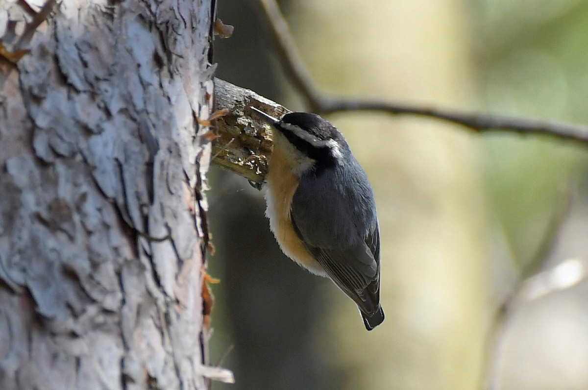 Red-breasted Nuthatch - ML427468381