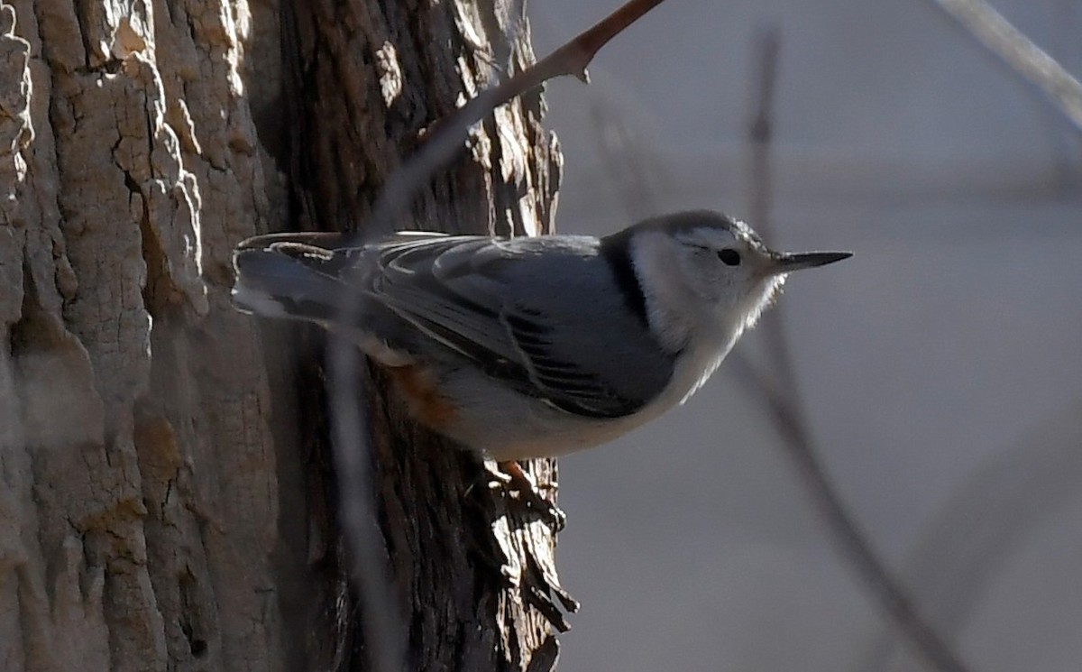 White-breasted Nuthatch - ML427468461