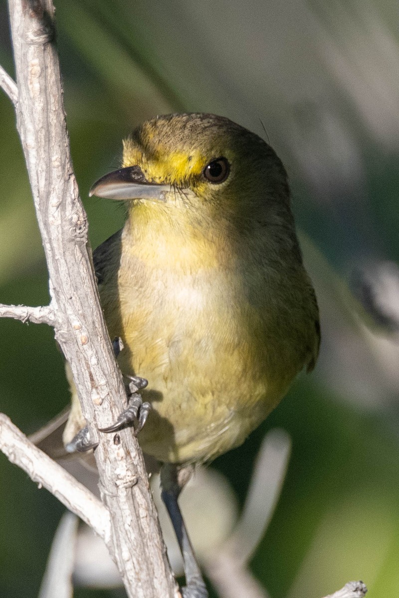 Thick-billed Vireo - ML427469041