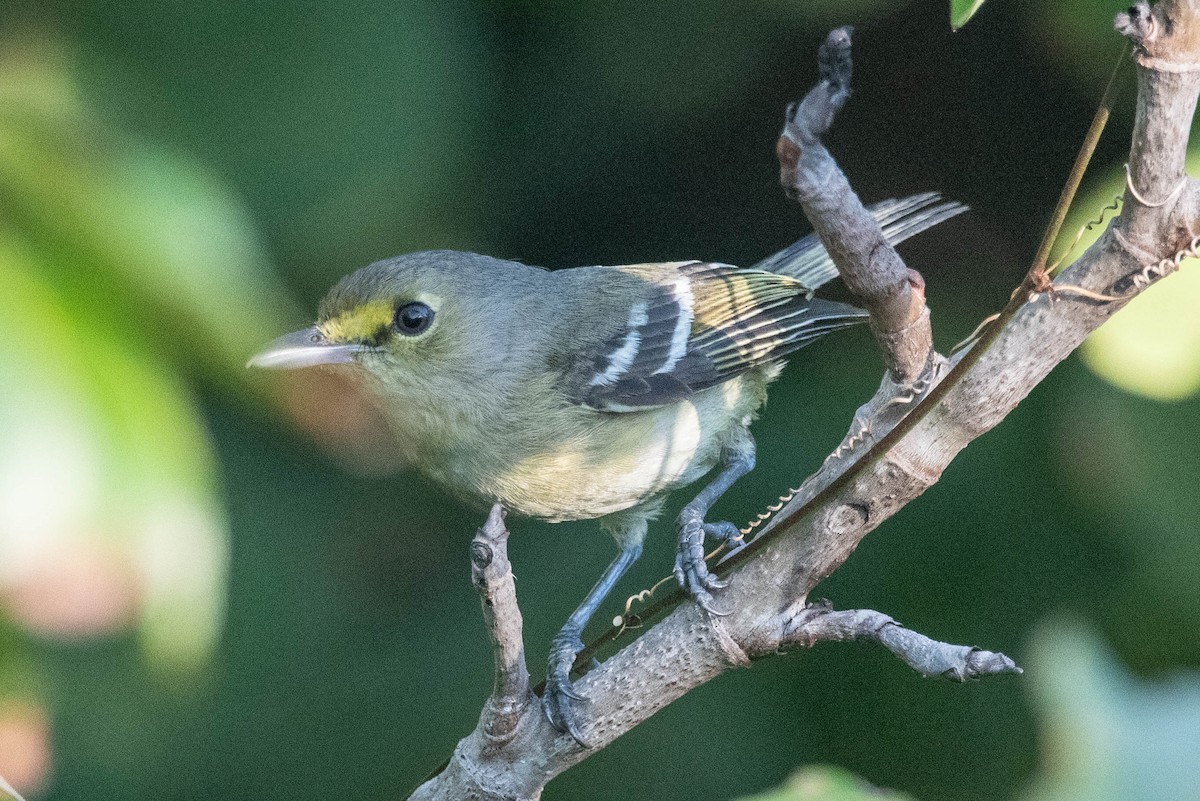 Thick-billed Vireo - ML427469051