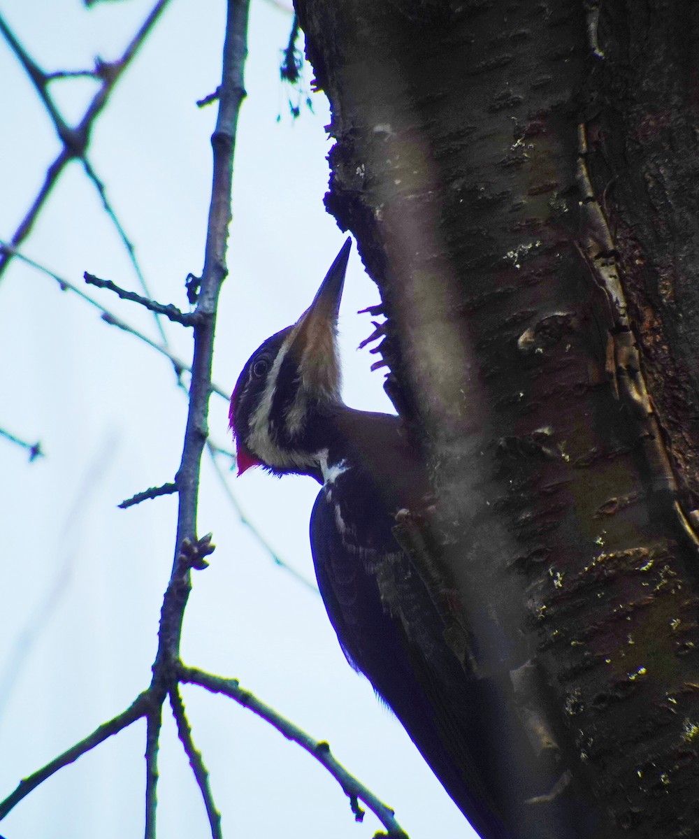 Pileated Woodpecker - ML427472161