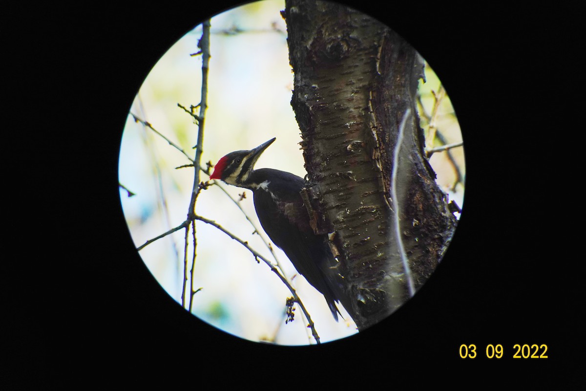 Pileated Woodpecker - ML427472401