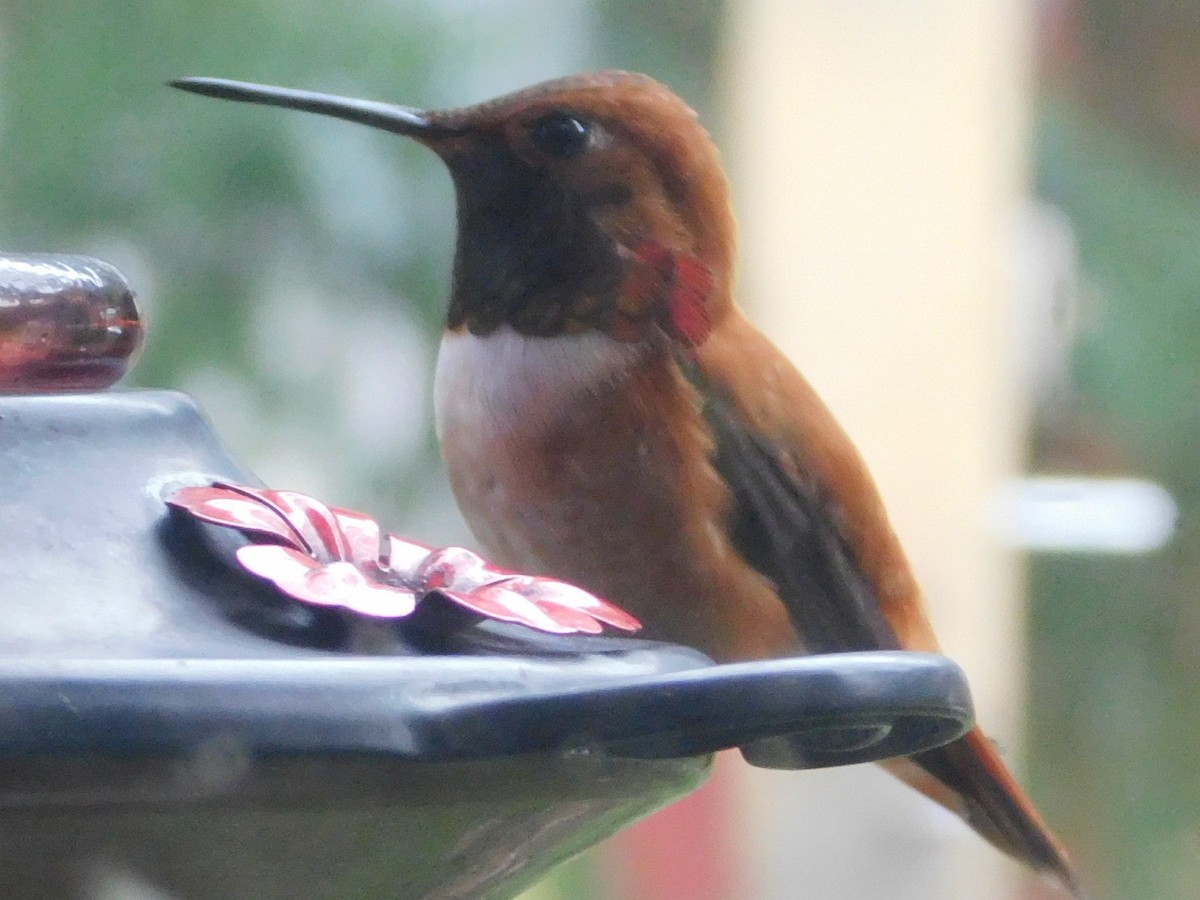 Rufous Hummingbird - ML427472431