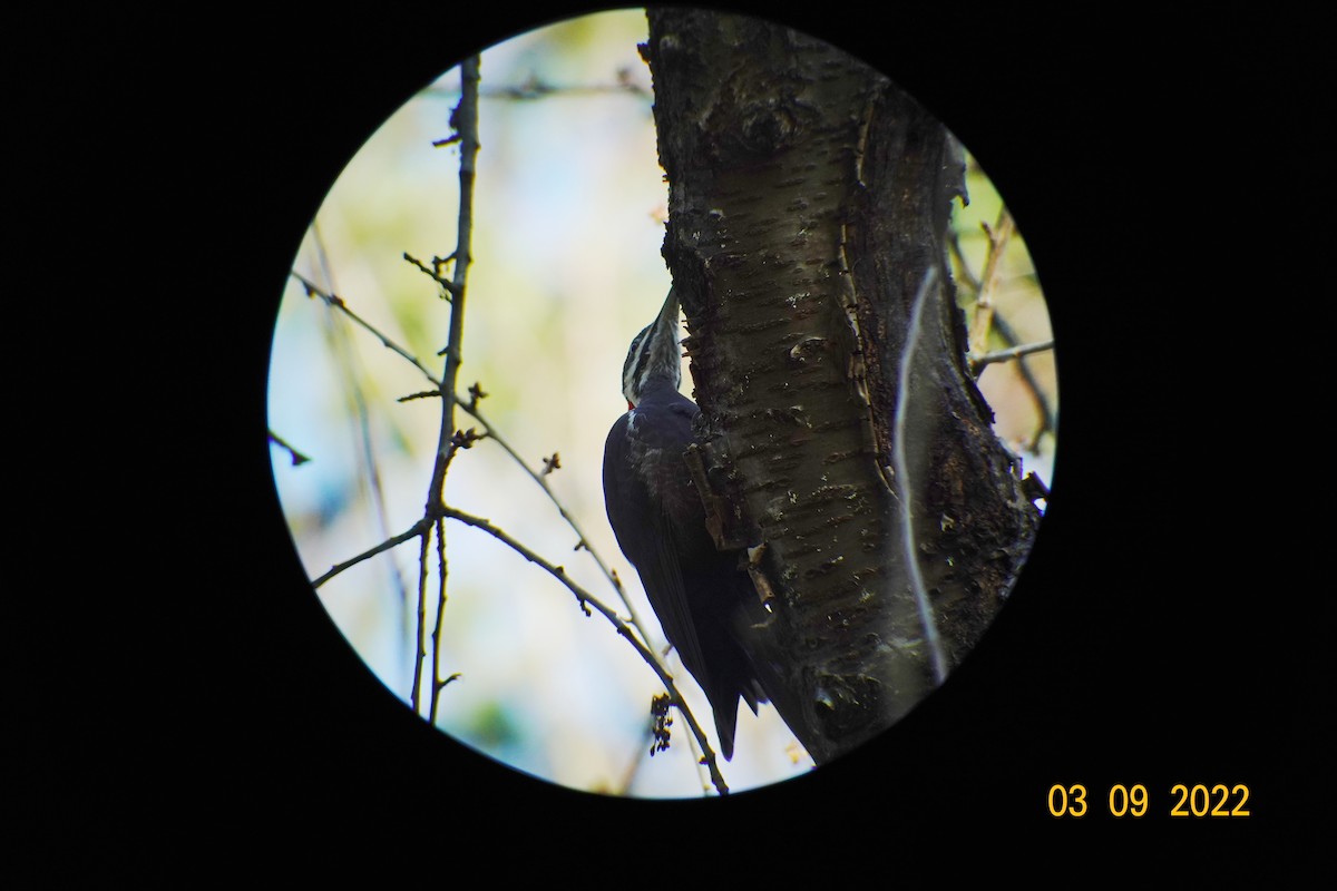 Pileated Woodpecker - ML427472541