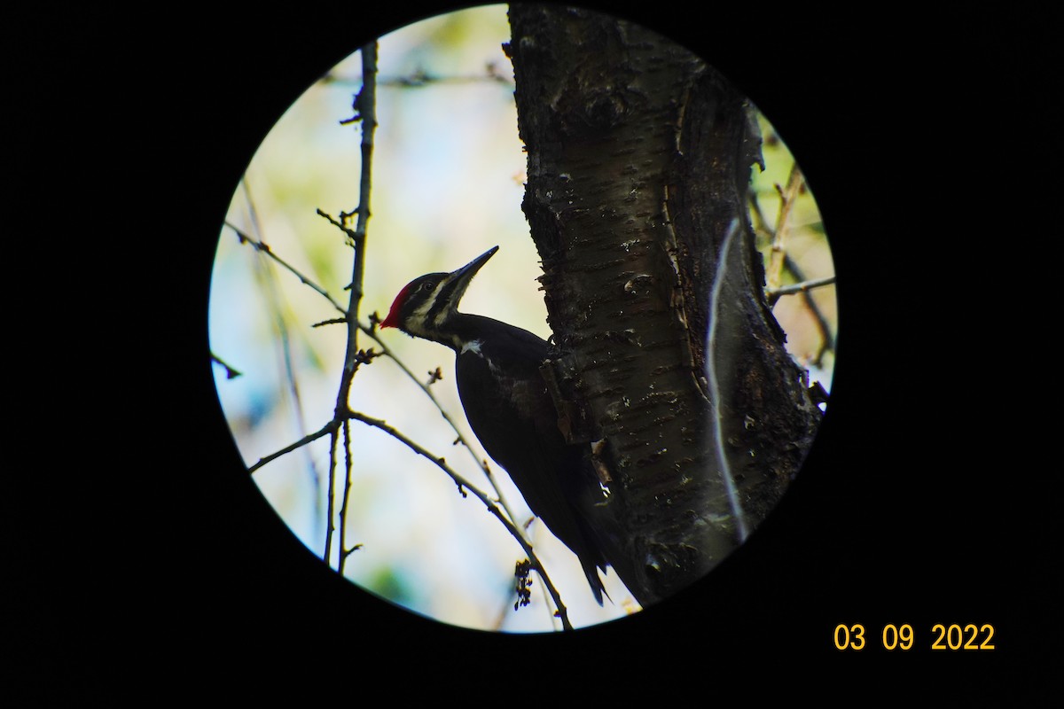 Pileated Woodpecker - ML427472621