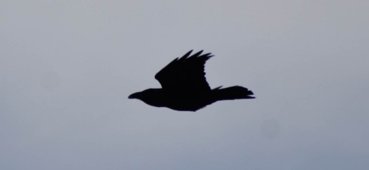 Common Raven - ML427473461