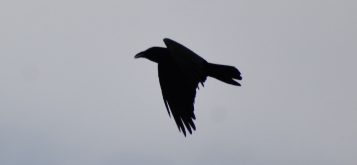Common Raven - Dan Cowell