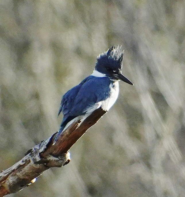 Belted Kingfisher - ML427473661