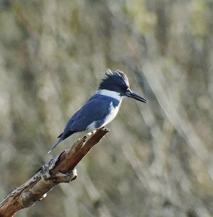 Belted Kingfisher - ML427473791