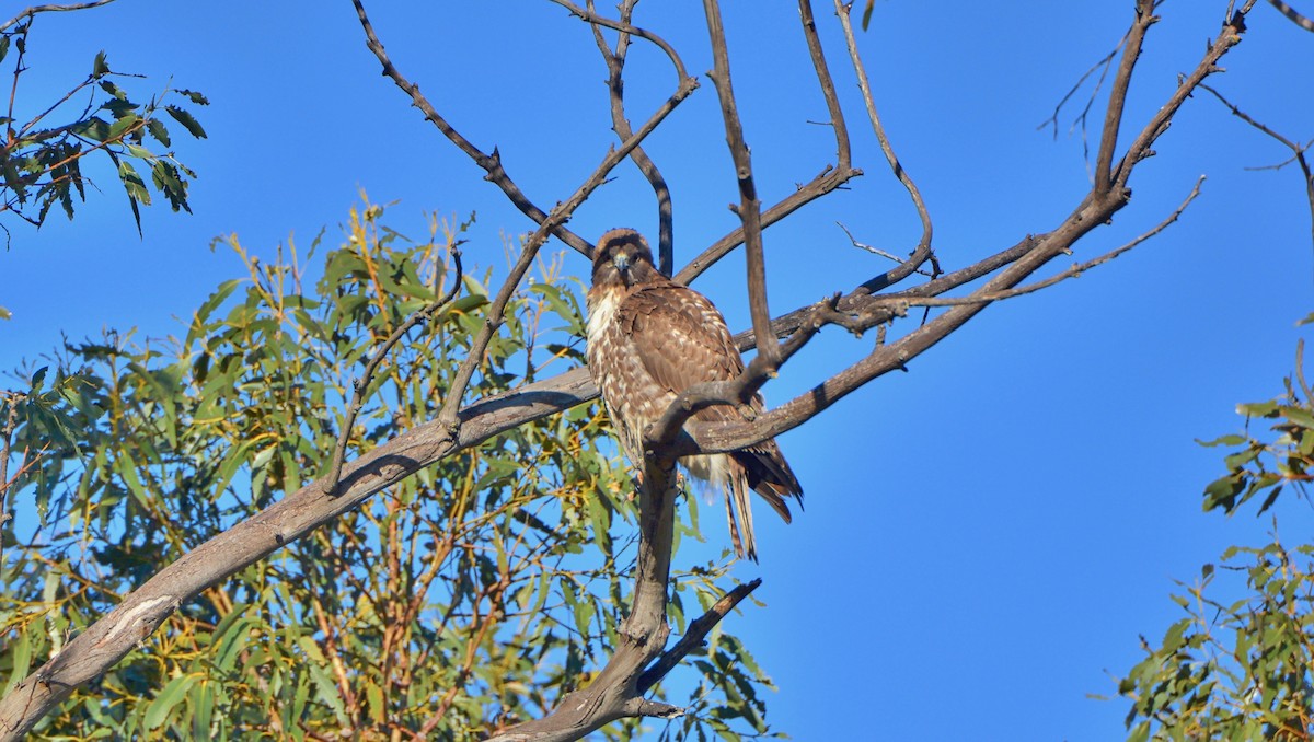 Red-tailed Hawk - ML42747781