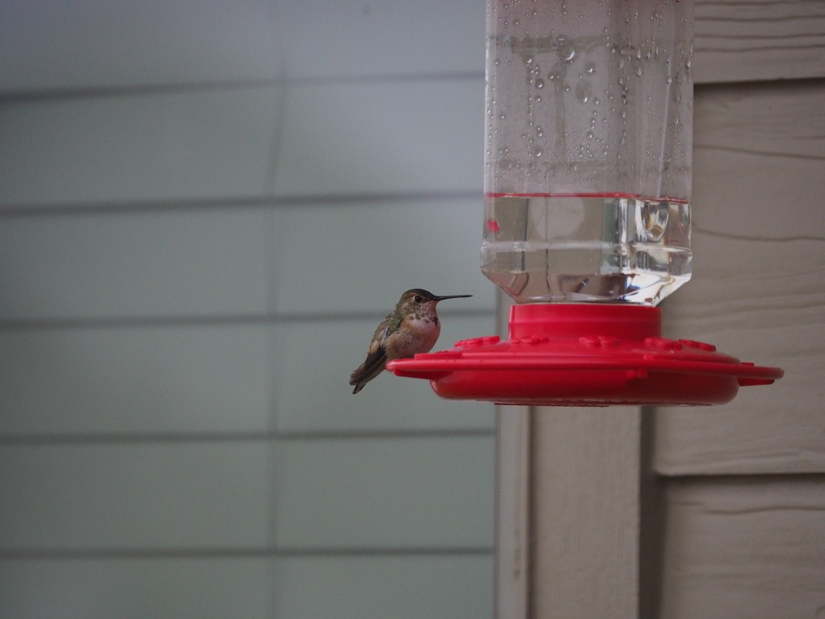 Rufous Hummingbird - ML427480881