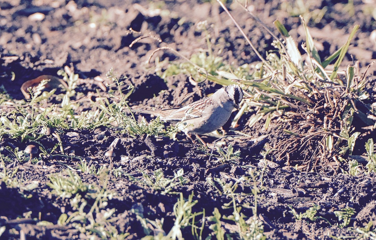White-crowned Sparrow - ML42748171
