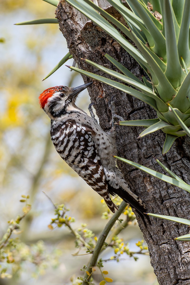 Ladder-backed Woodpecker - William Hemstrom