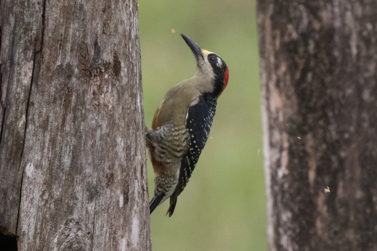 Black-cheeked Woodpecker - ML42748681