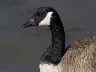 Canada Goose (canadensis Group), ML427501301