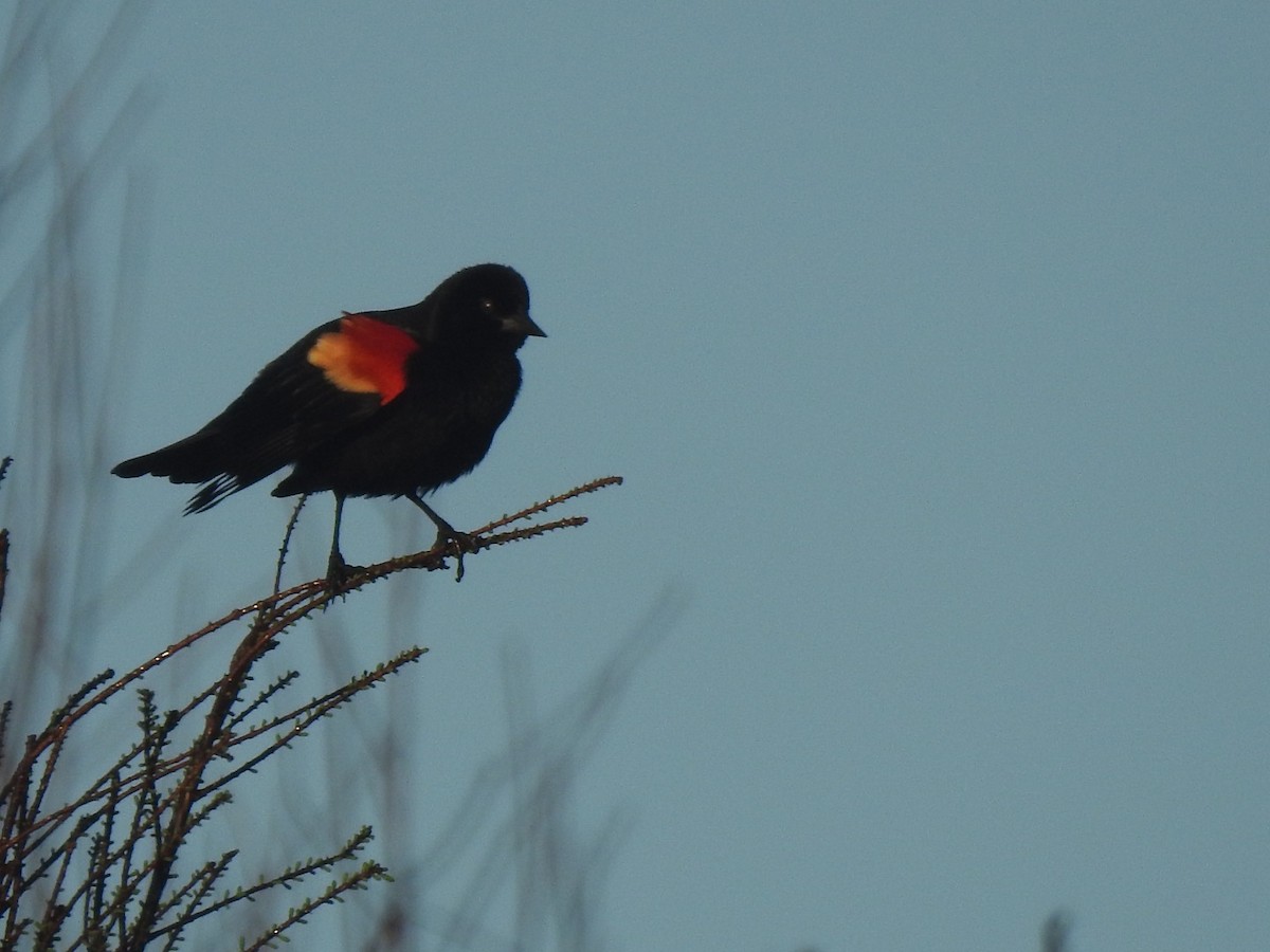 Red-winged Blackbird - ML427507701