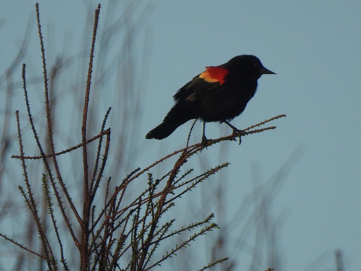 Red-winged Blackbird - ML427507711