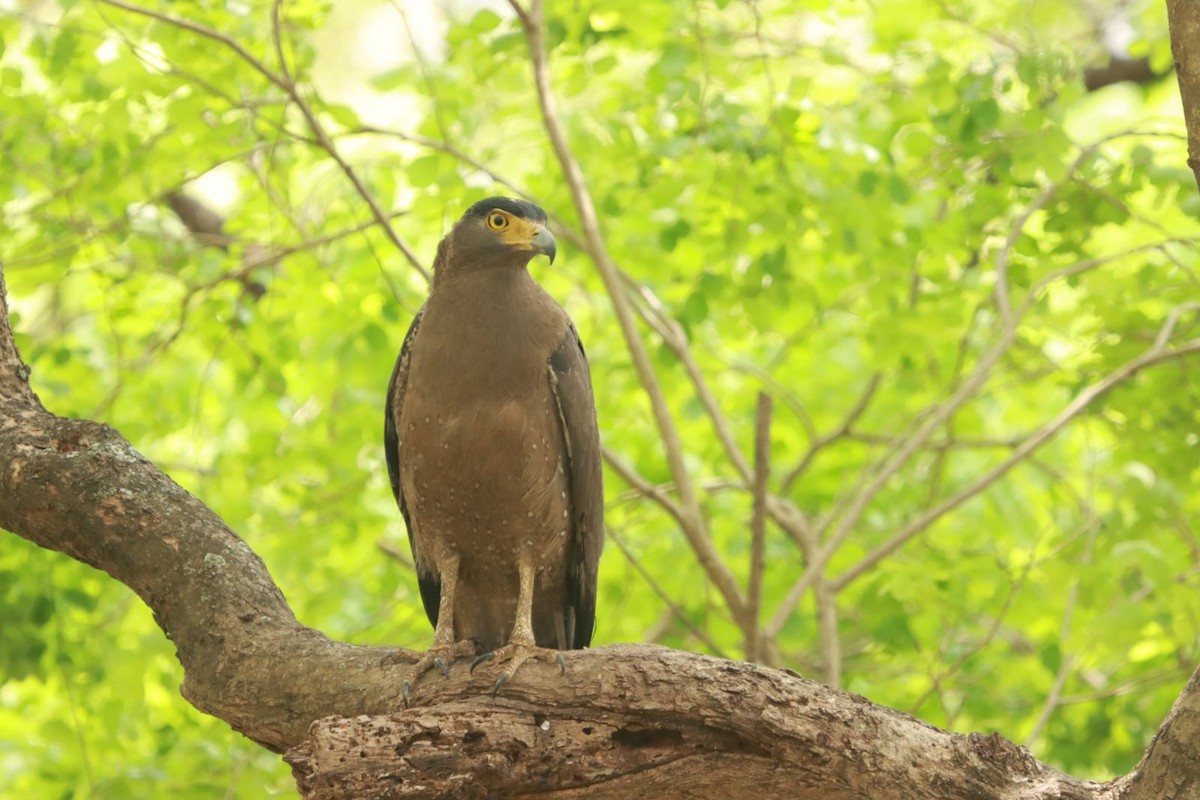 Crested Serpent-Eagle - ML427512991