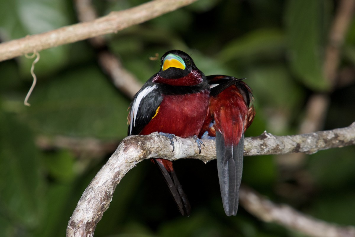Black-and-red Broadbill - Eric Bischoff