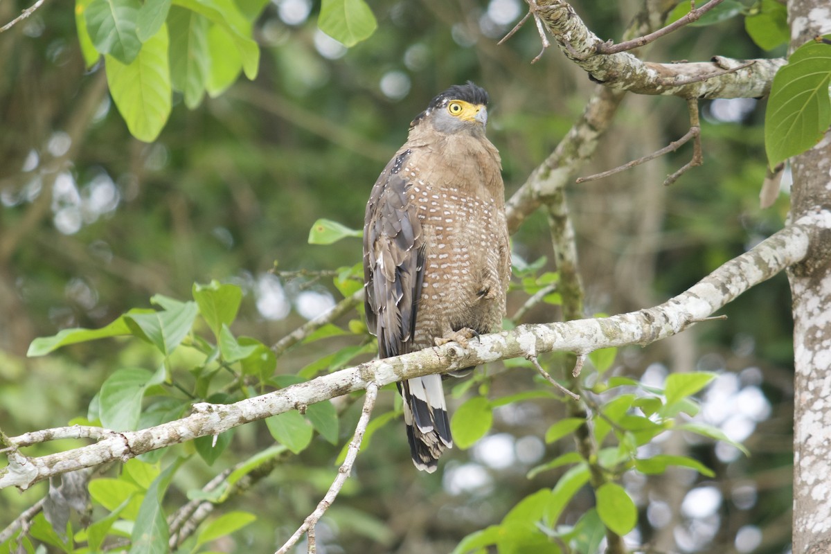 Crested Serpent-Eagle - ML427516671