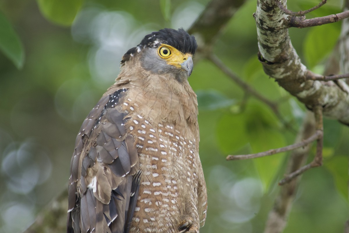 Crested Serpent-Eagle - ML427516691