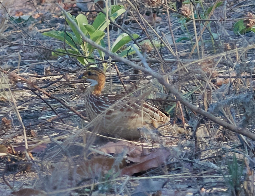 White-throated Francolin - ML427516841