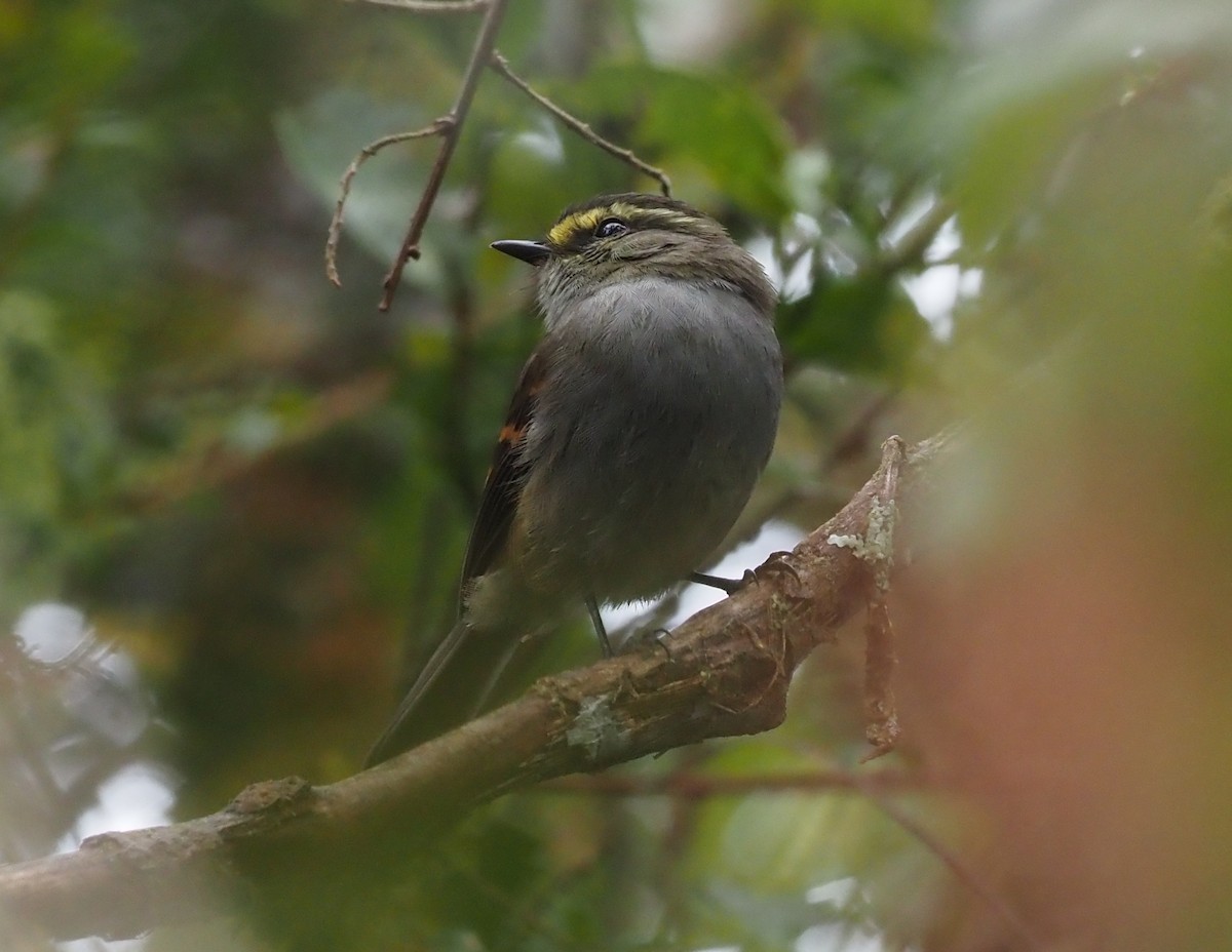 Golden-browed Chat-Tyrant - Stephan Lorenz