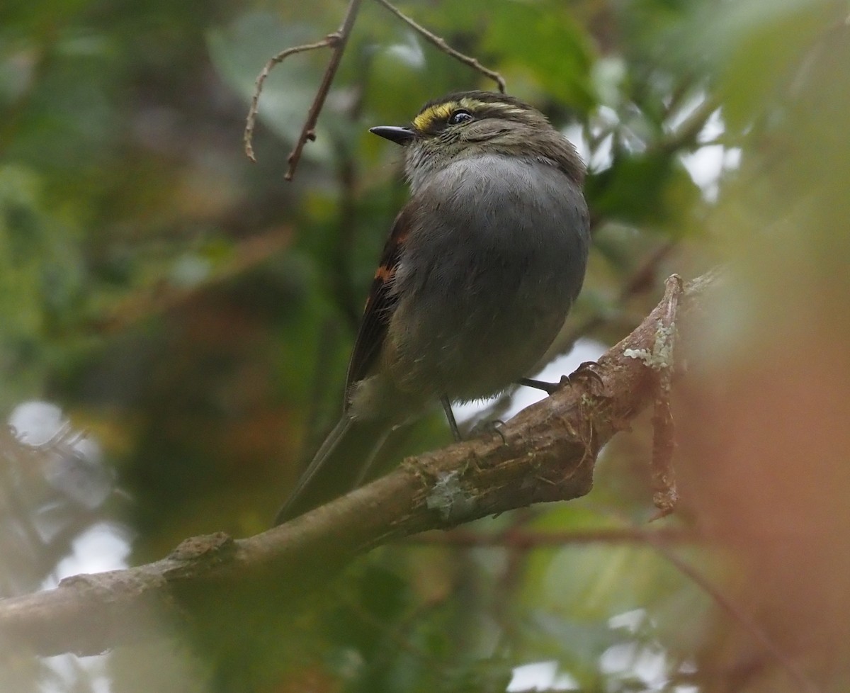 Golden-browed Chat-Tyrant - ML427520621