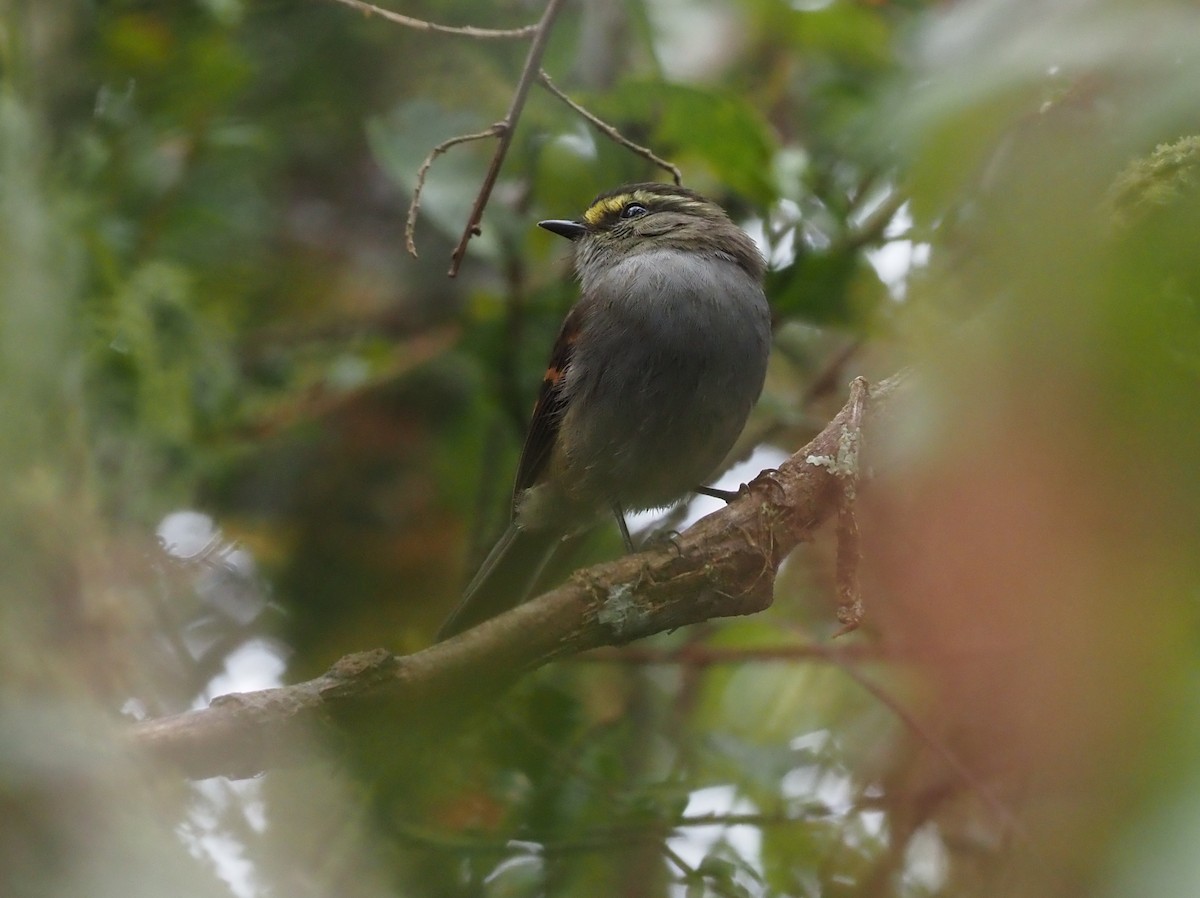 Golden-browed Chat-Tyrant - ML427520641
