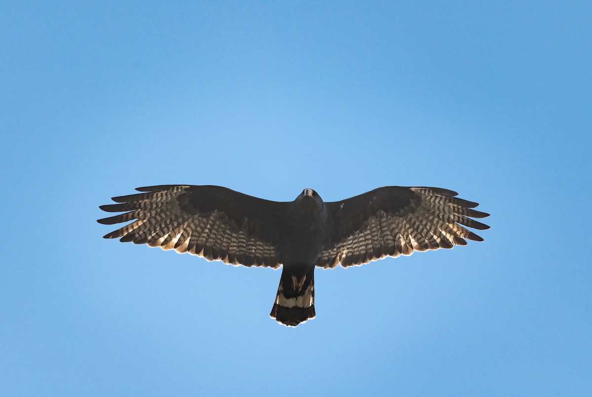 Zone-tailed Hawk - Jim Merritt