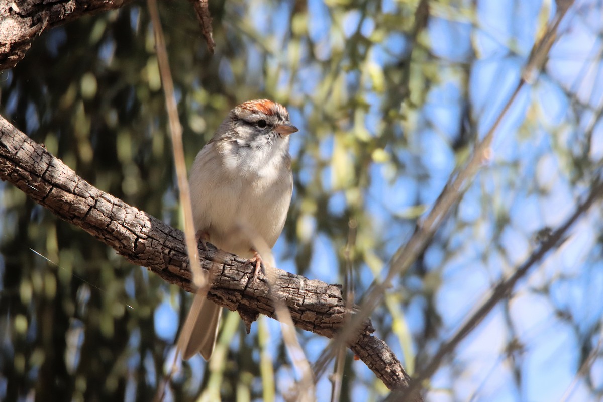 Chipping Sparrow - ML427523781