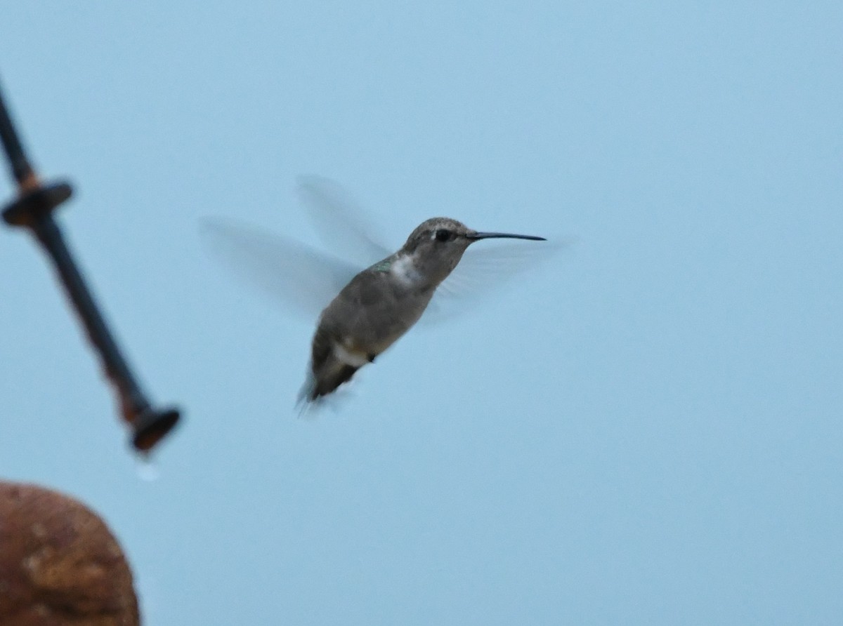 Black-chinned Hummingbird - ML427524571