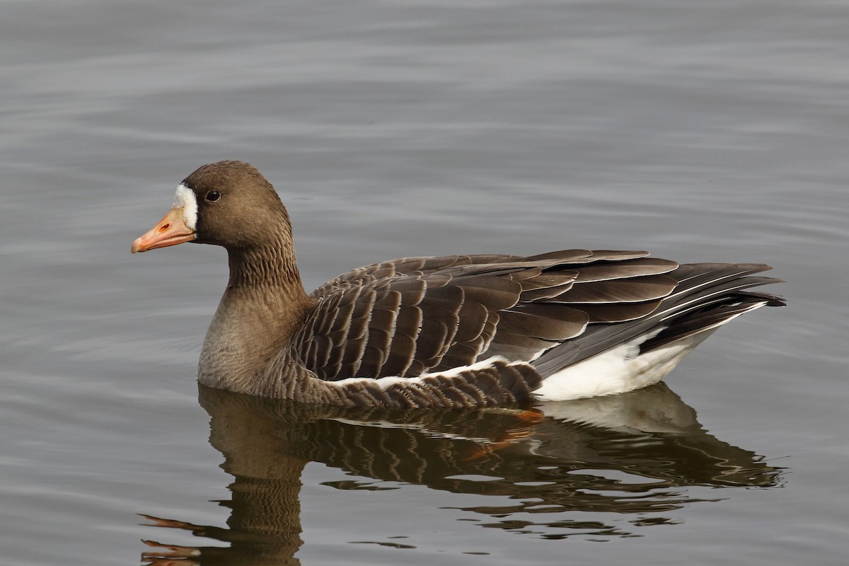 Greater White-fronted Goose - Joe Wing