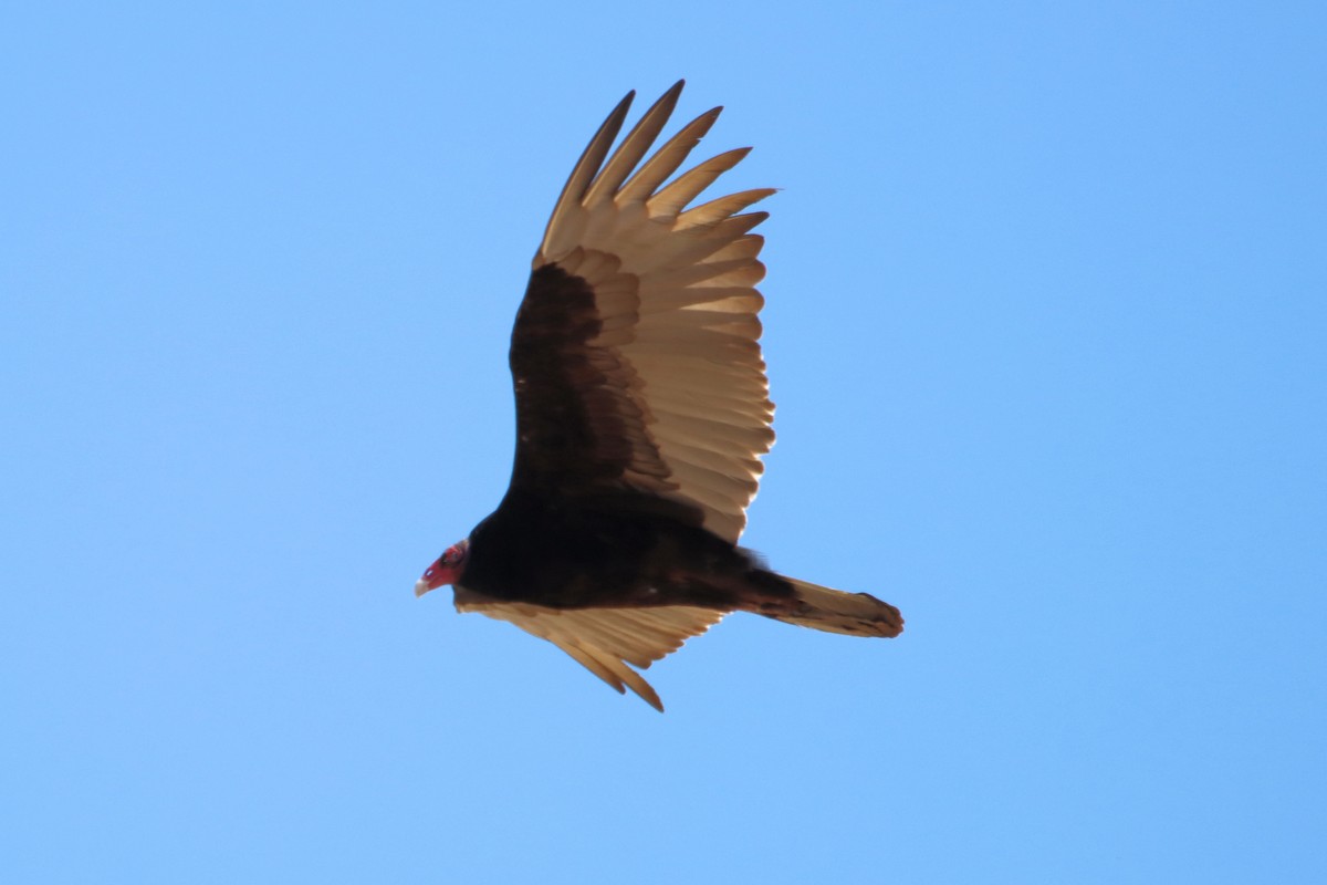Turkey Vulture - ML427525881