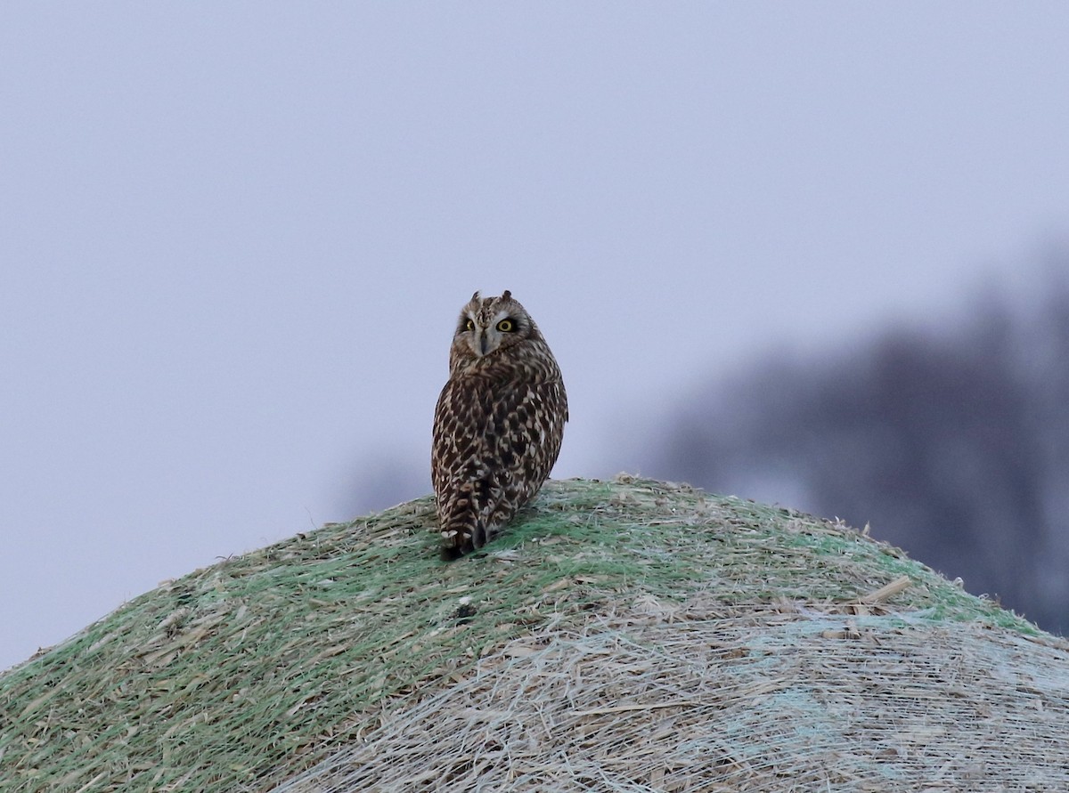 Short-eared Owl - ML427526231