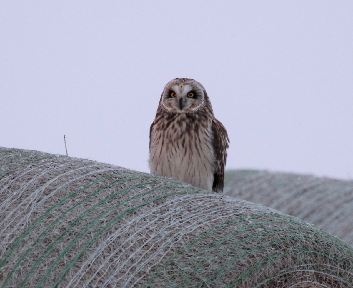 Short-eared Owl - ML427526241