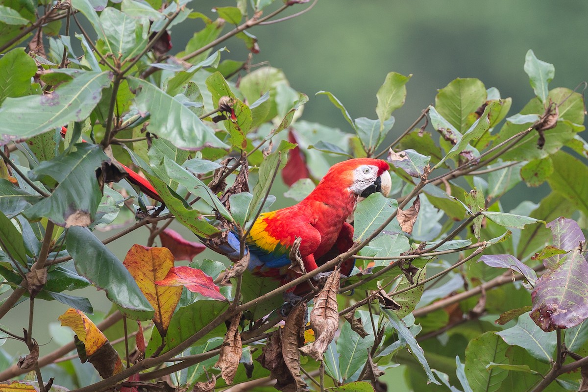 Scarlet Macaw - Chris Wood