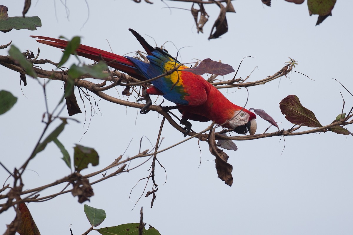Scarlet Macaw - ML42752751