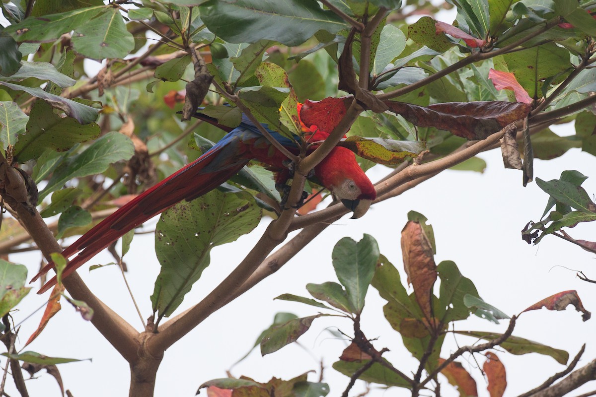 Scarlet Macaw - ML42752791