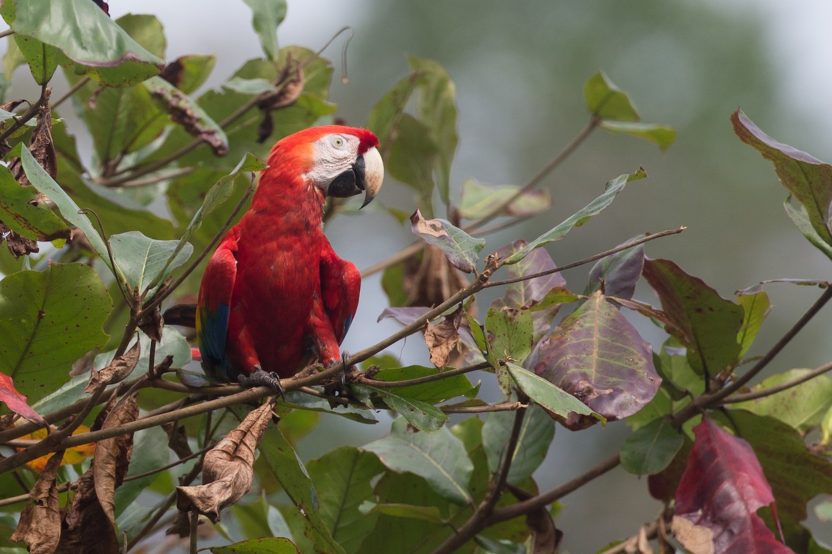 Scarlet Macaw - ML42752831