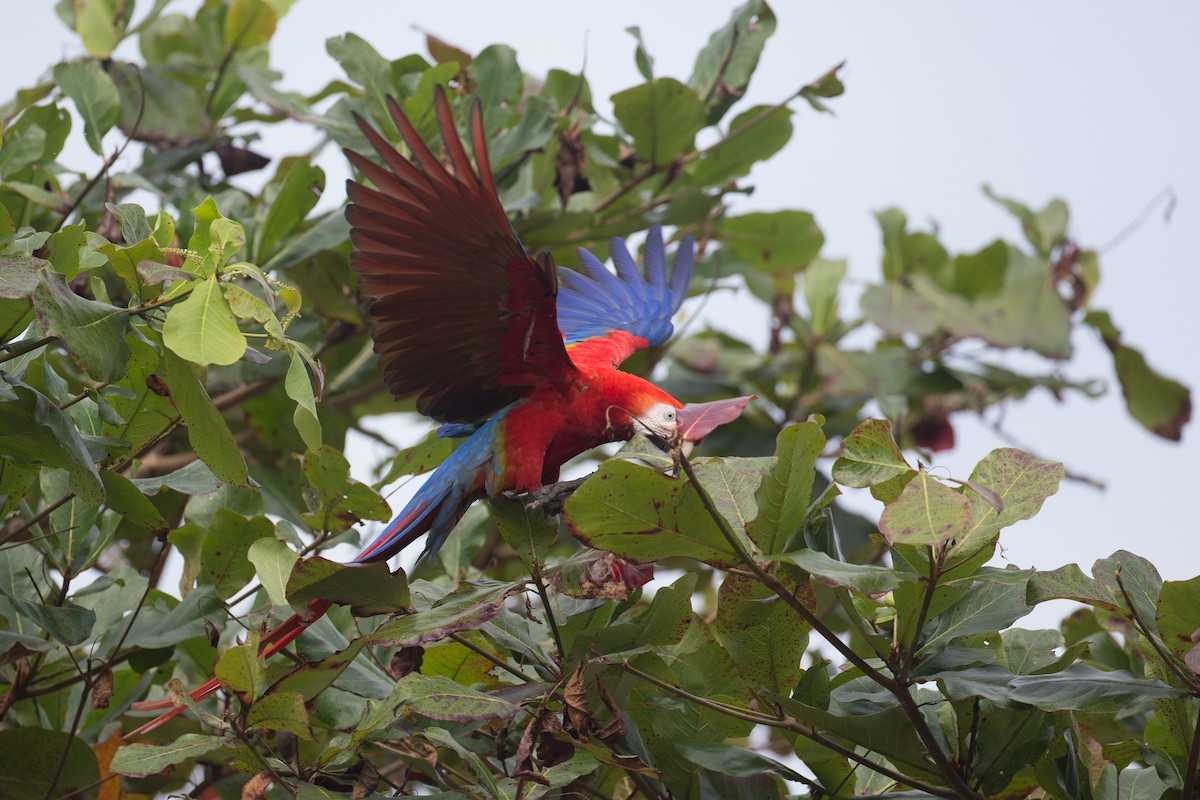 Scarlet Macaw - Chris Wood
