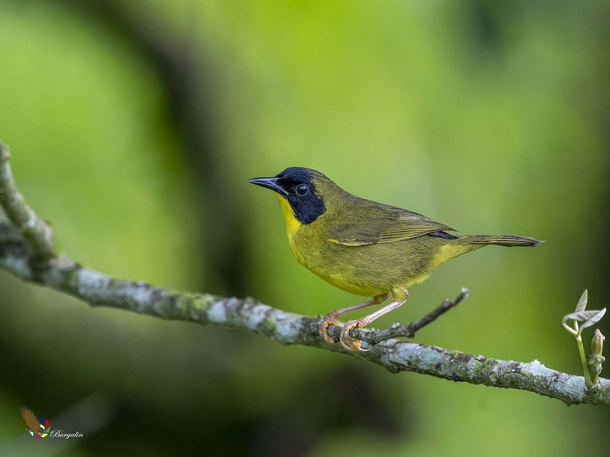 Olive-crowned Yellowthroat - ML427528681