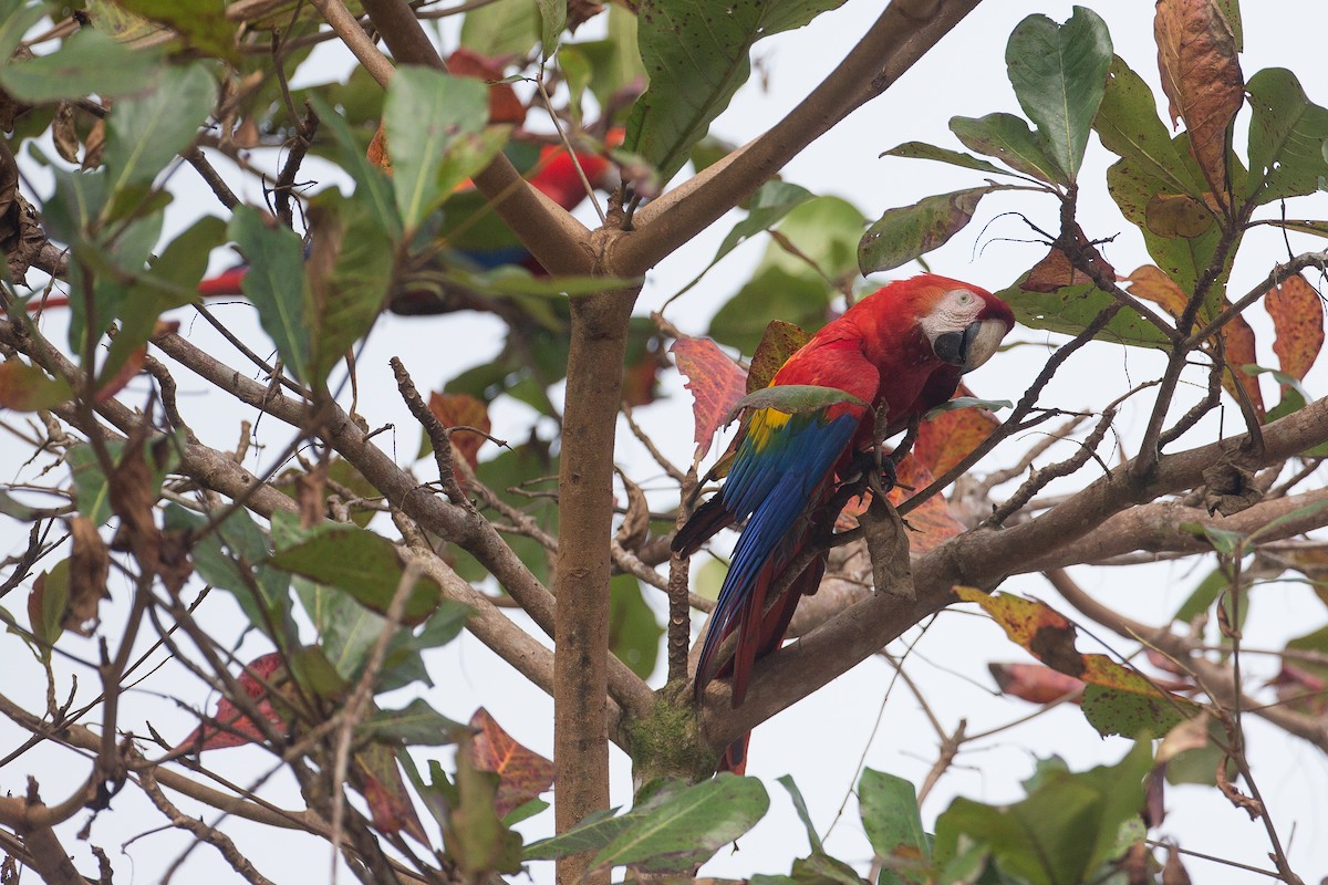 Scarlet Macaw - ML42752891